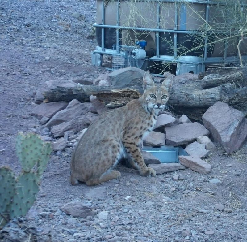 Brush Piles Provide Daytime Shelter