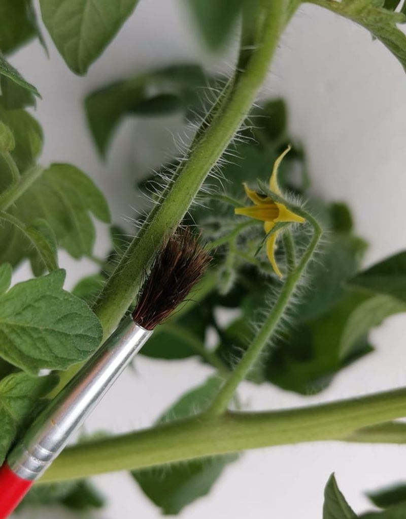 Brush Pollen With A Soft Paintbrush Brush Pollen With A Soft Paintbrush