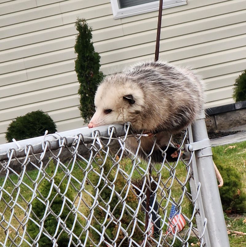 Brushy Corners Can Give Possums A Safe Route