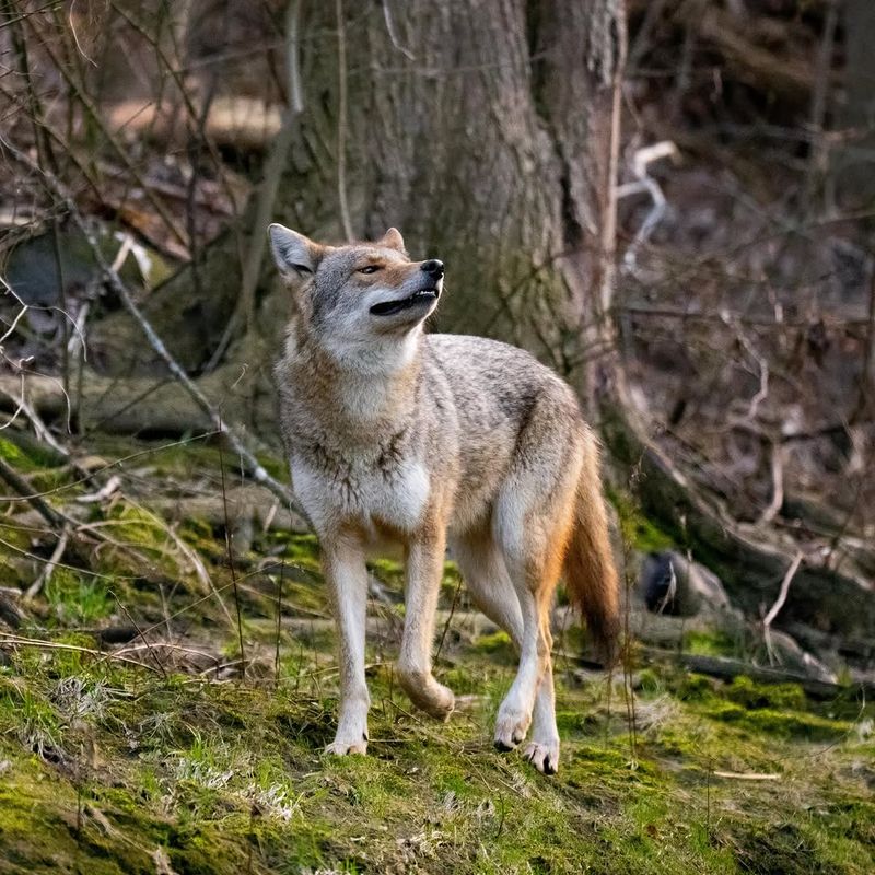 Brushy Edges Can Give Coyotes A Quiet Travel Route