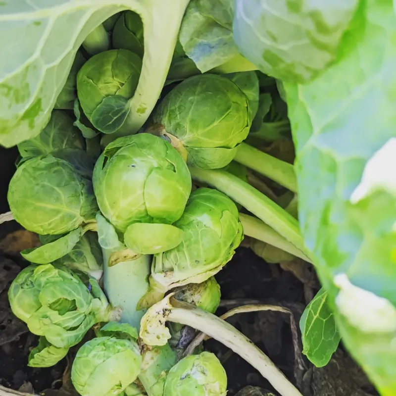 Brussels Sprouts Need Plenty Of Time To Develop