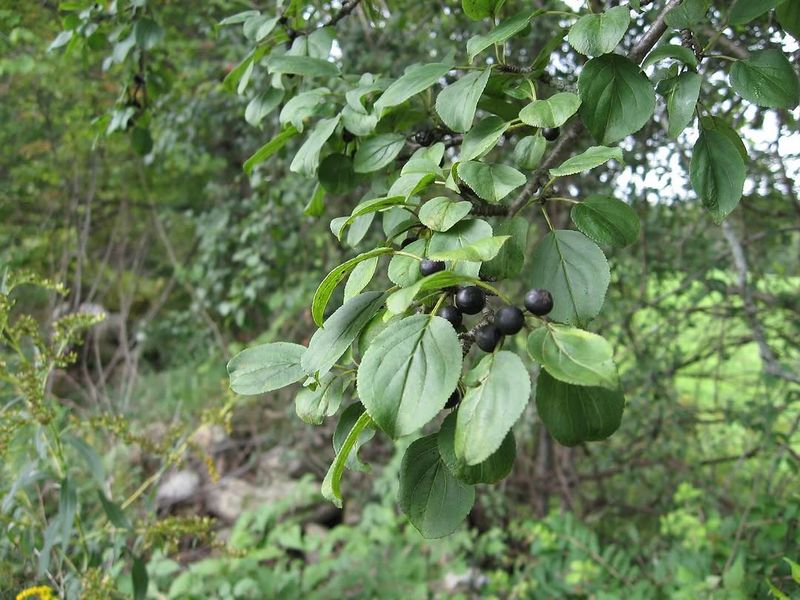 Buckthorn Outcompetes Native Plants For Sunlight And Nutrients