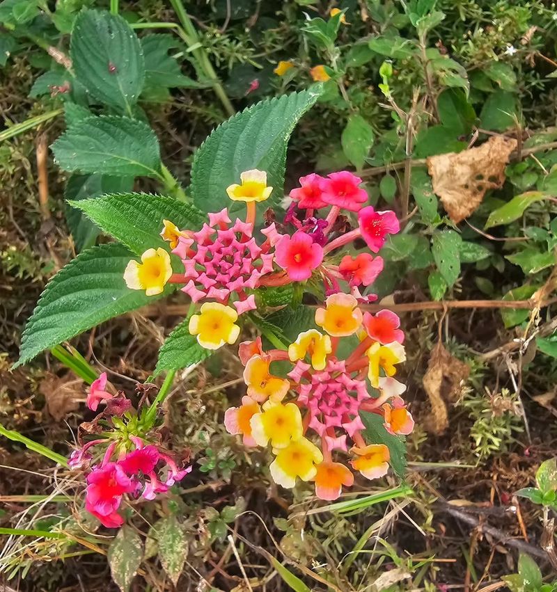 Bud Feeding Reduces Flowering