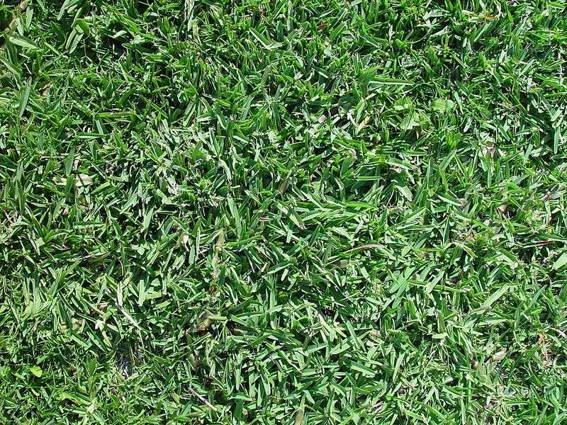 Buffalo Grass (Bouteloua Dactyloides) Buffalo Grass (Bouteloua Dactyloides)