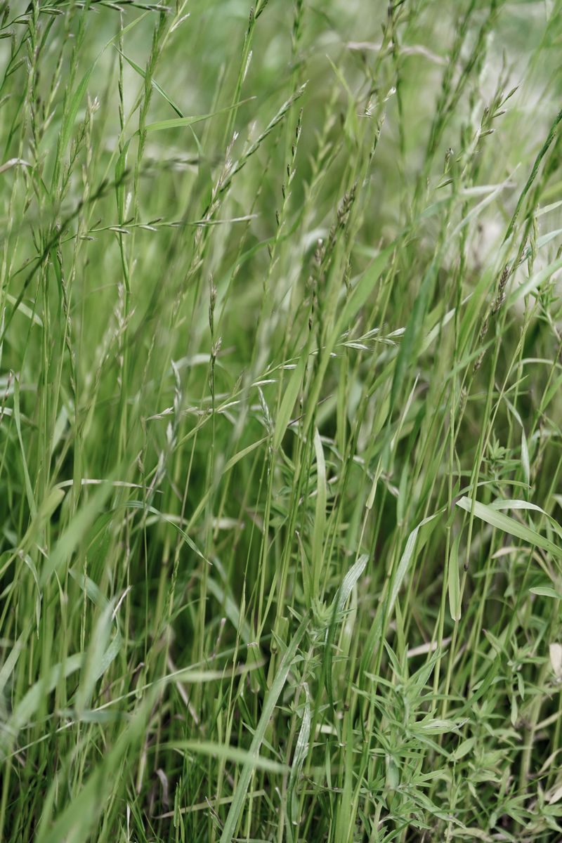 Buffalo Grass (Bouteloua Dactyloides)