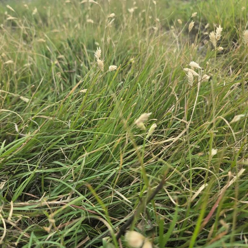Buffalograss Creates A Lawn-Like Mat That Starves Weeds Of Space