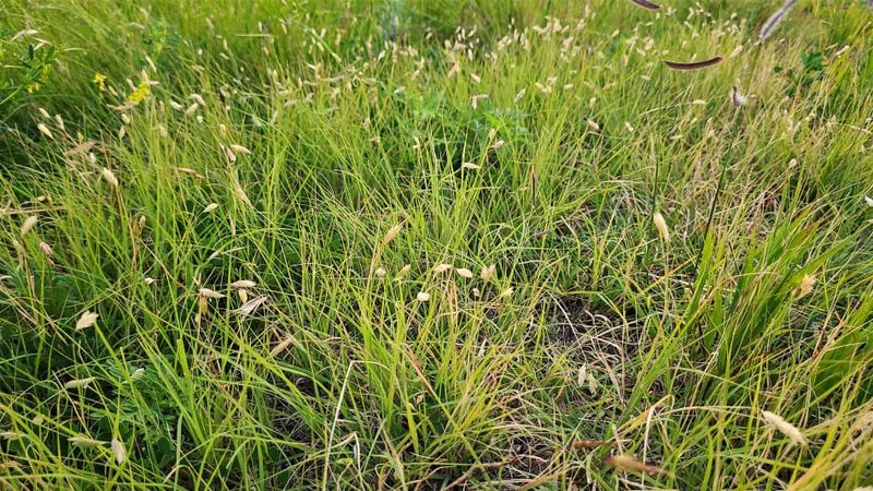 Buffalograss Creates A Softer Native Lawn Look Buffalograss Creates A Softer Native Lawn Look