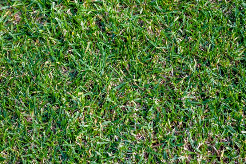 Buffalograss Offers A Low-Water Lawn Look