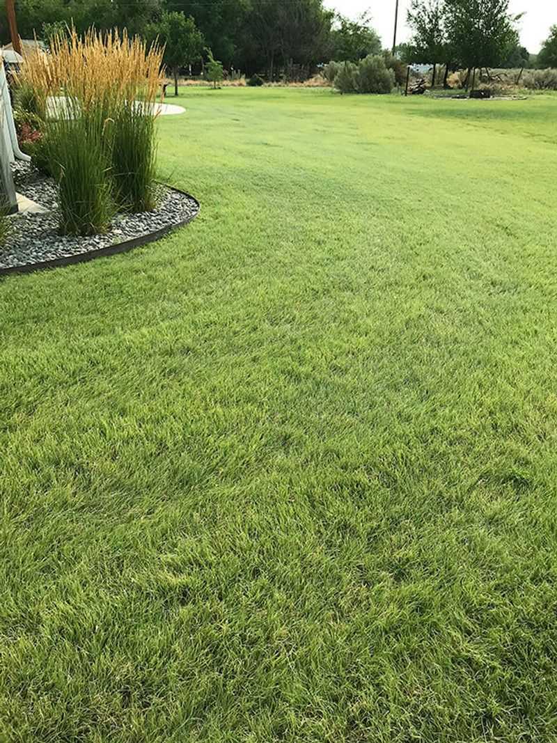Buffalograss Requires Less Water Once Established