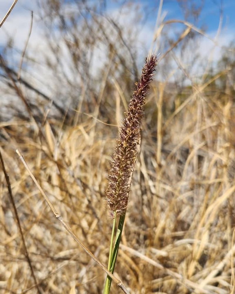 Buffelgrass Looks Like It Belongs In The Desert Buffelgrass Looks Like It Belongs In The Desert
