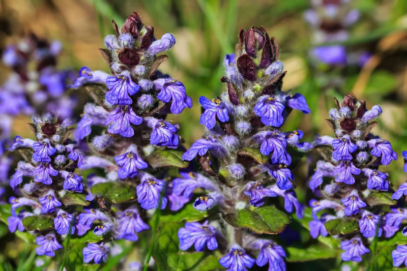 Bugleweed (Ajuga Reptans)