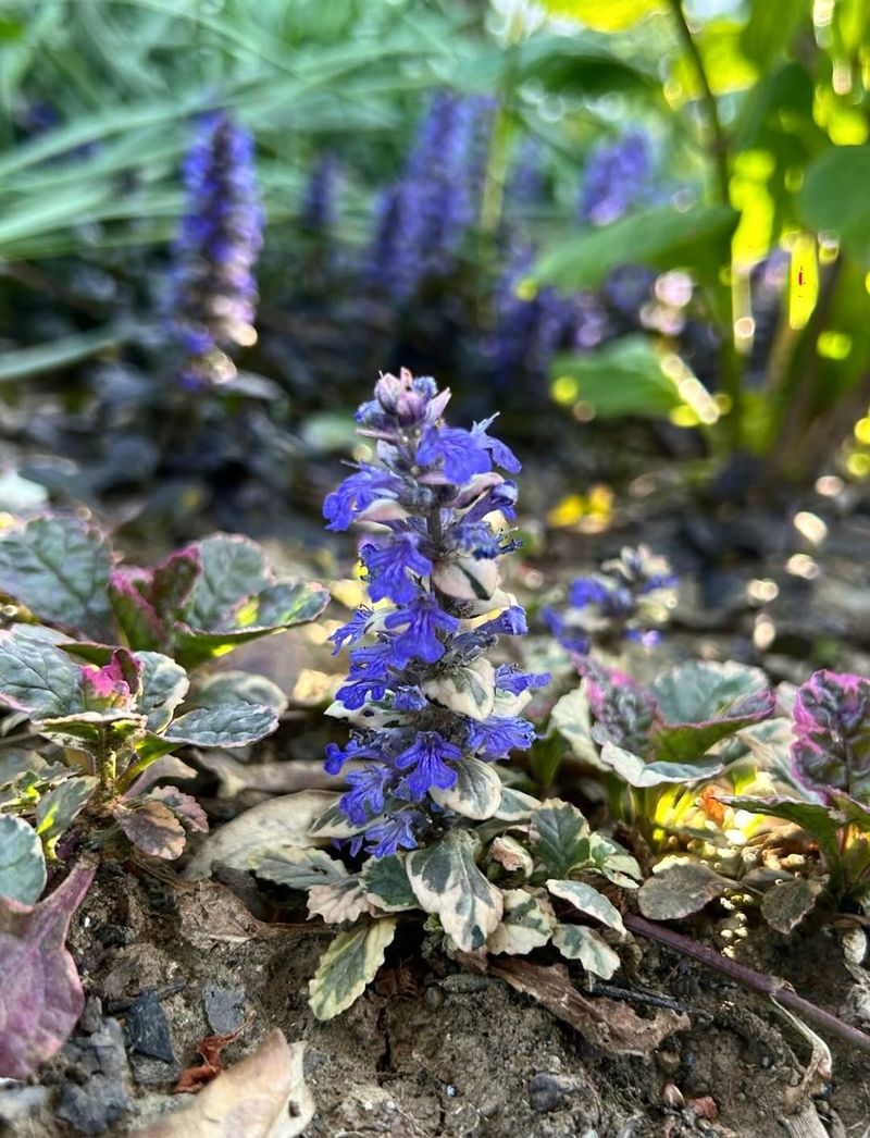 Bugleweed Can Creep Through Moist Oregon Beds Bugleweed Can Creep Through Moist Oregon Beds