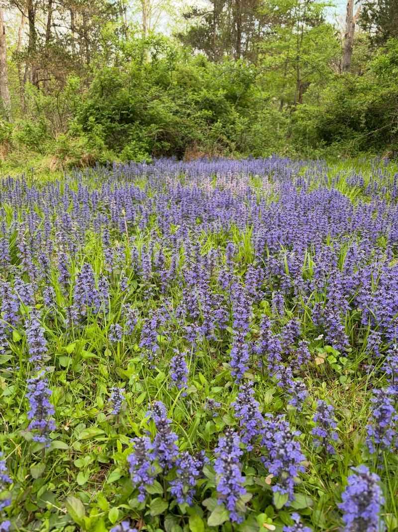 Bugleweed Bugleweed