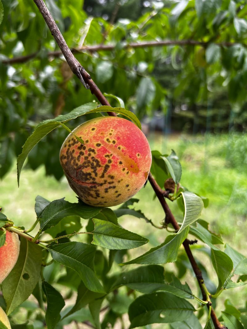Bugs Often Damage Fruit First Bugs Often Damage Fruit First