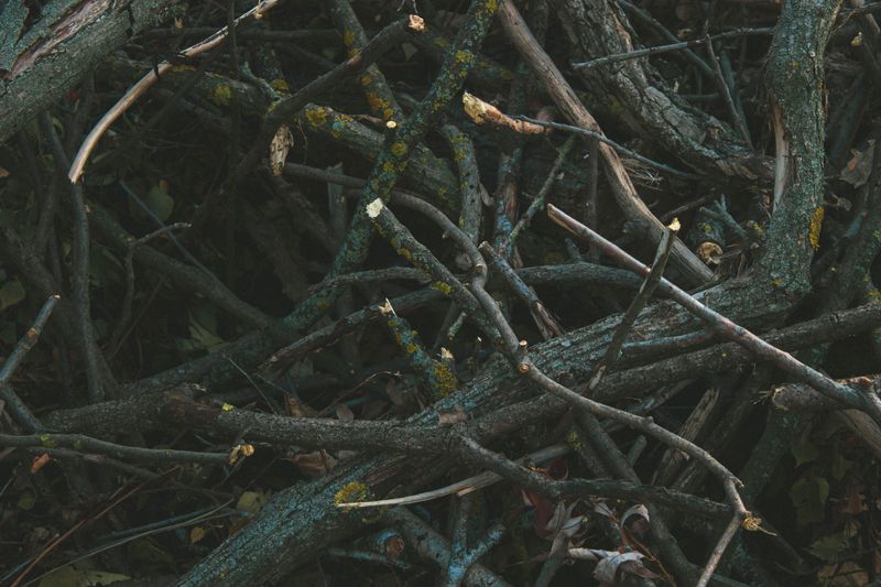 Build A Brush Pile At The Yard's Edge