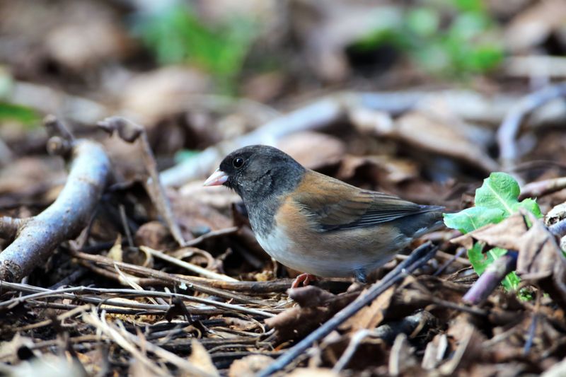 Build A Brush Pile For Ground Birds