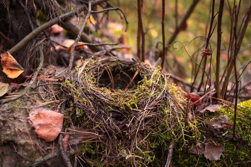 Build A Brush Pile In A Corner Of Your Yard
