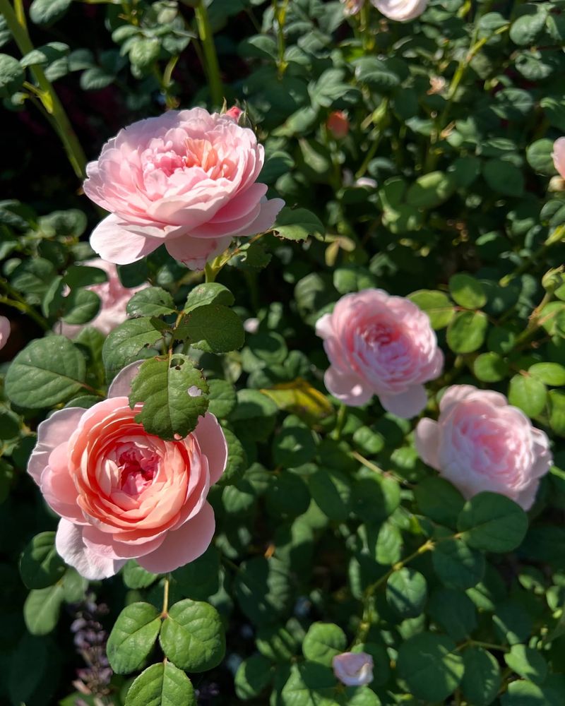 Build A Rose Routine Around Them