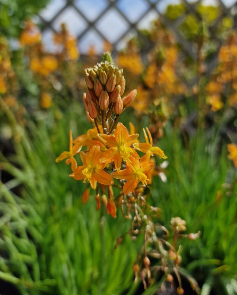 Bulbine Brings Flowers Without A Messy Woody Base Bulbine Brings Flowers Without A Messy Woody Base