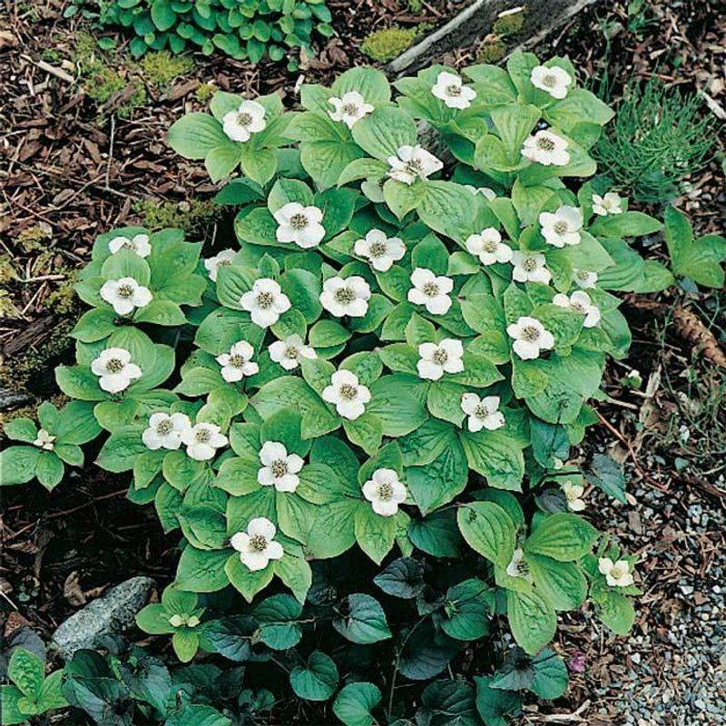 Bunchberry Carpets Cool Woodland Corners Bunchberry Carpets Cool Woodland Corners