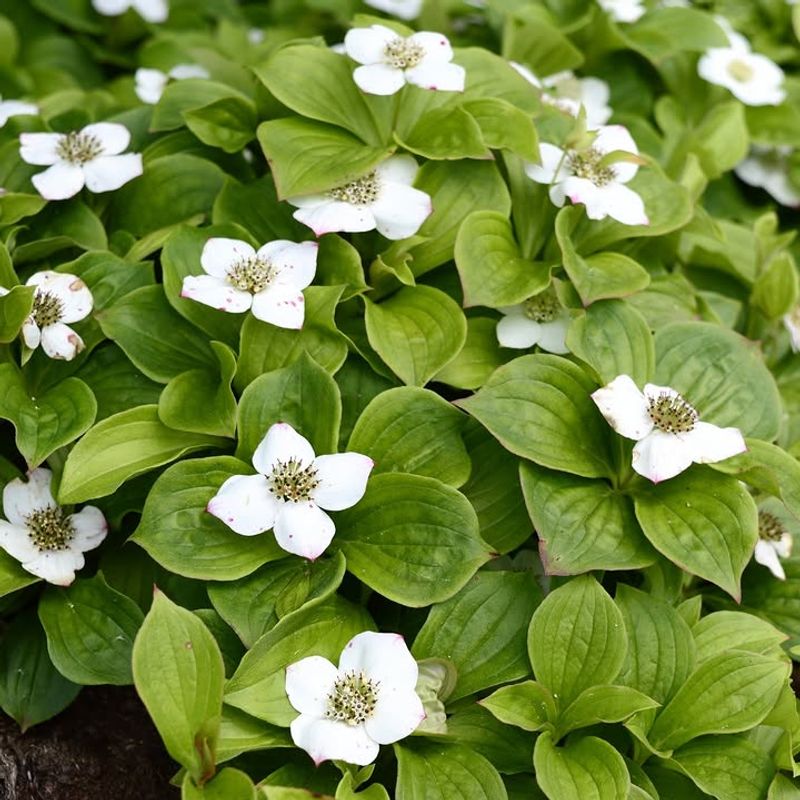 Bunchberry Covers Cool Woodland Corners