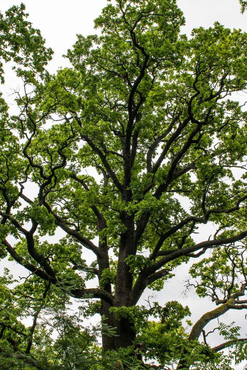 Bur Oak