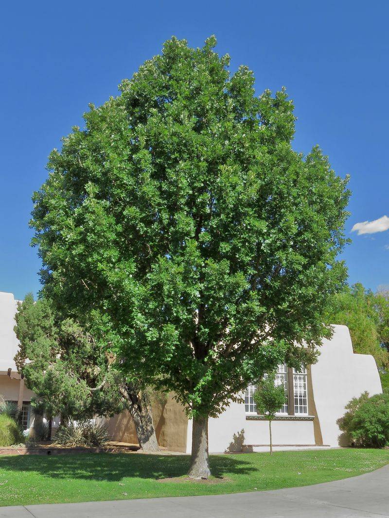 Bur Oak Brings Long-Term Wind Protection And Wildlife Value Bur Oak Brings Long-Term Wind Protection And Wildlife Value