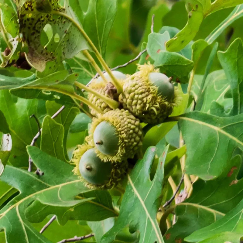 Bur Oak Delivers Wildlife Acorns For Large Landscapes Bur Oak Delivers Wildlife Acorns For Large Landscapes