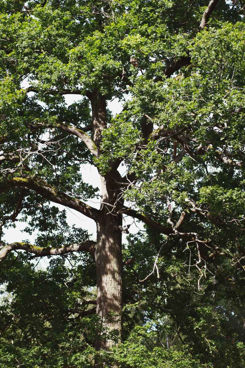 Bur Oak