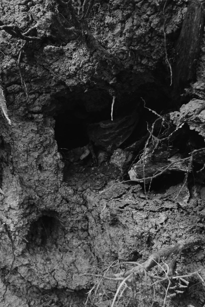 Buried Organic Matter Underground Is Feeding The Whole Operation
