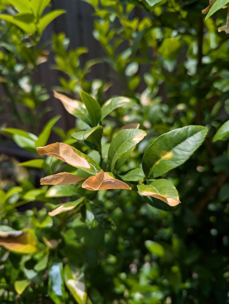 Burned Leaf Edges May Result From Excess Salt Buildup