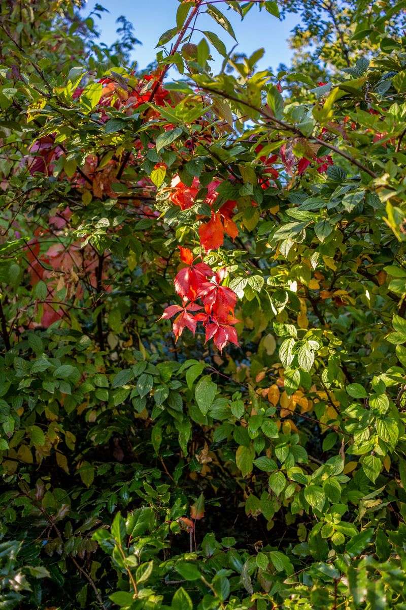 Burning Bush Burning Bush