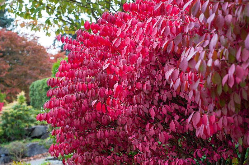 Burning Bush 