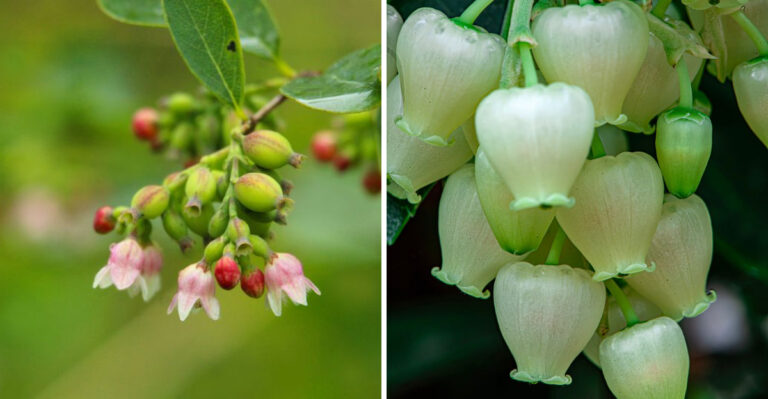 Burning Bush Is No Longer Welcome In Maine, Here Are 8 Alternatives For Your Yard