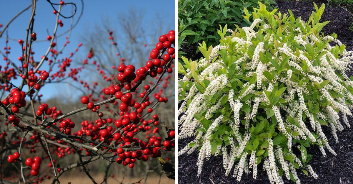winterberry and sweetspire