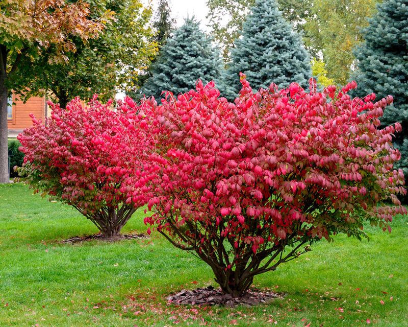 Burning Bush Looks Pretty Until It Spreads Everywhere Burning Bush Looks Pretty Until It Spreads Everywhere