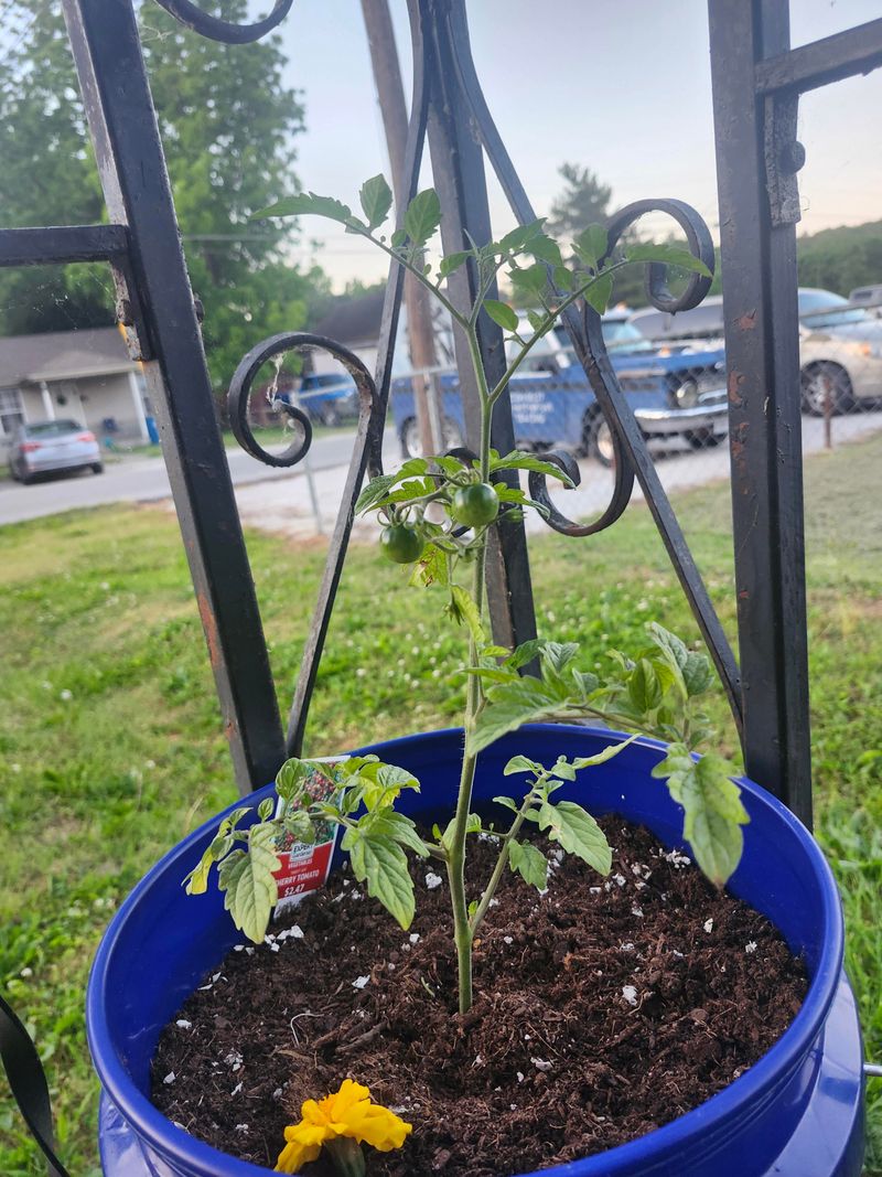 Bury The Stem Deep When Transplanting