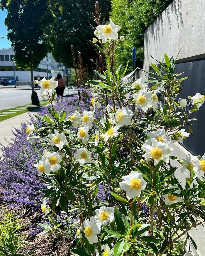 Bush Anemone Gives Driveways A Clean Evergreen Look Bush Anemone Gives Driveways A Clean Evergreen Look