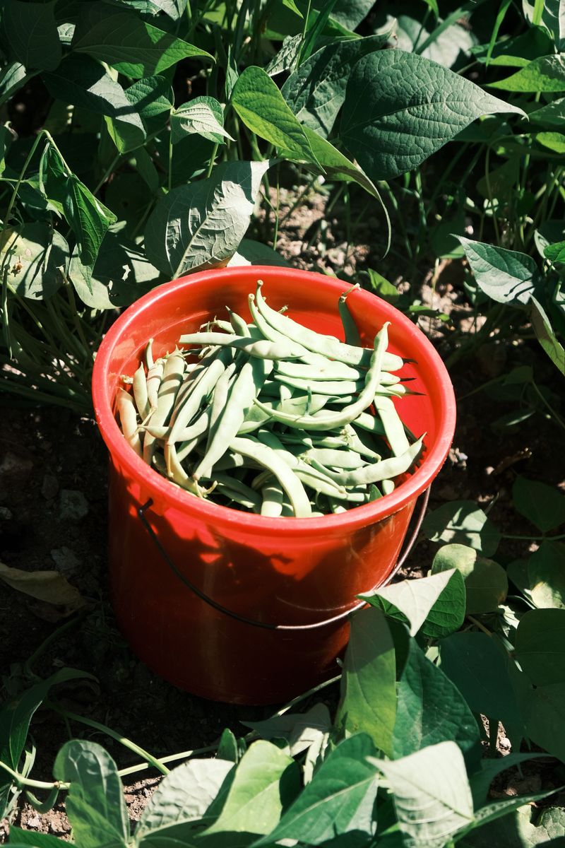 Bush Beans