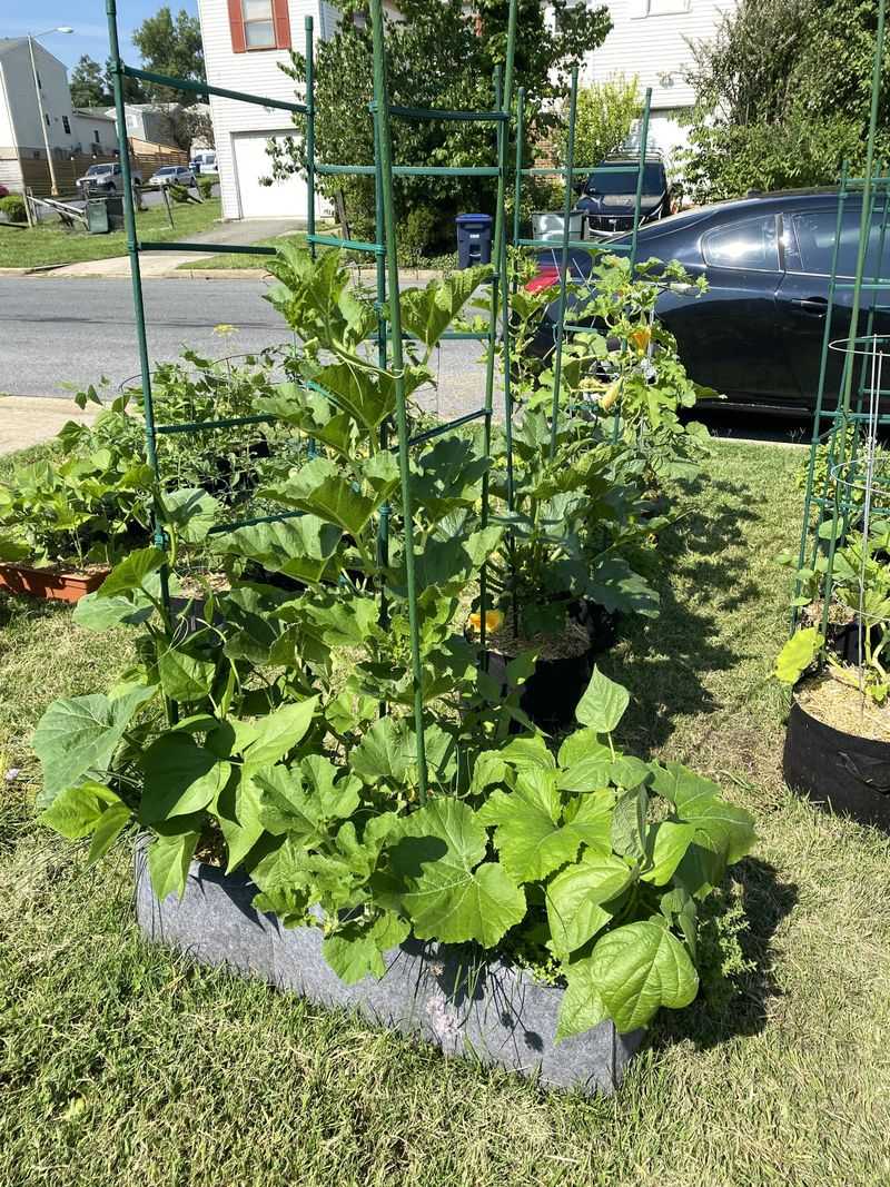 Bush Beans Fit Small Gardens Better