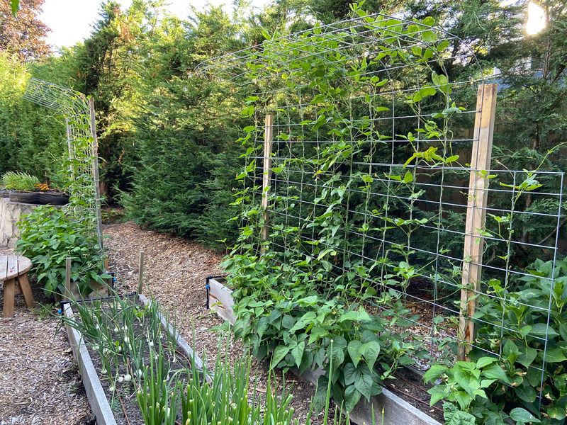 Bush Beans For Mid-Summer Picking