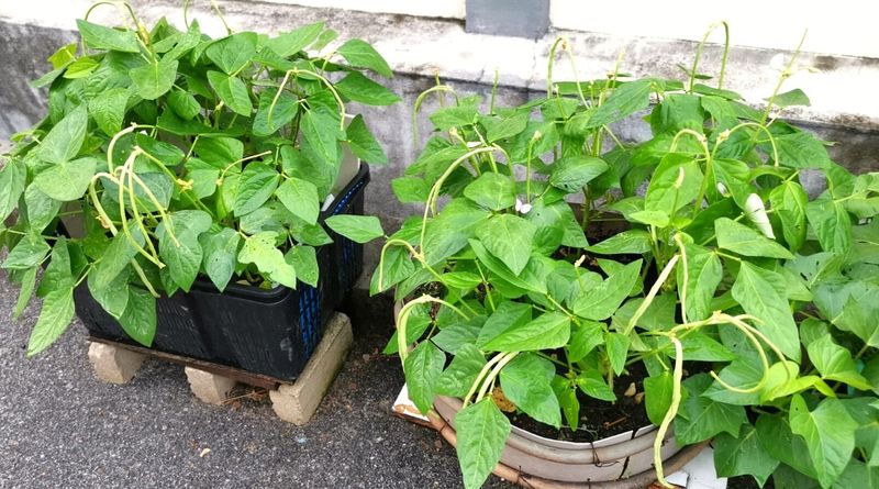 Bush Beans Handle Warm And Humid Conditions Well
