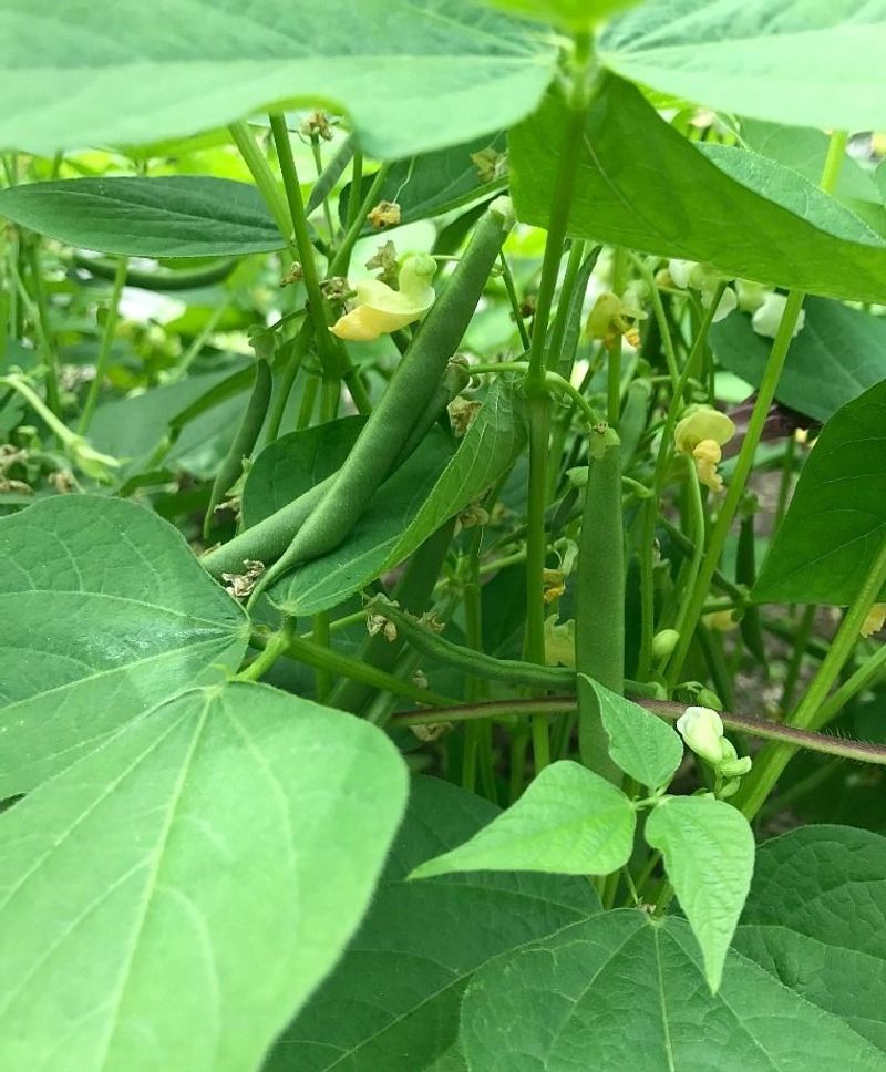 Bush Beans 