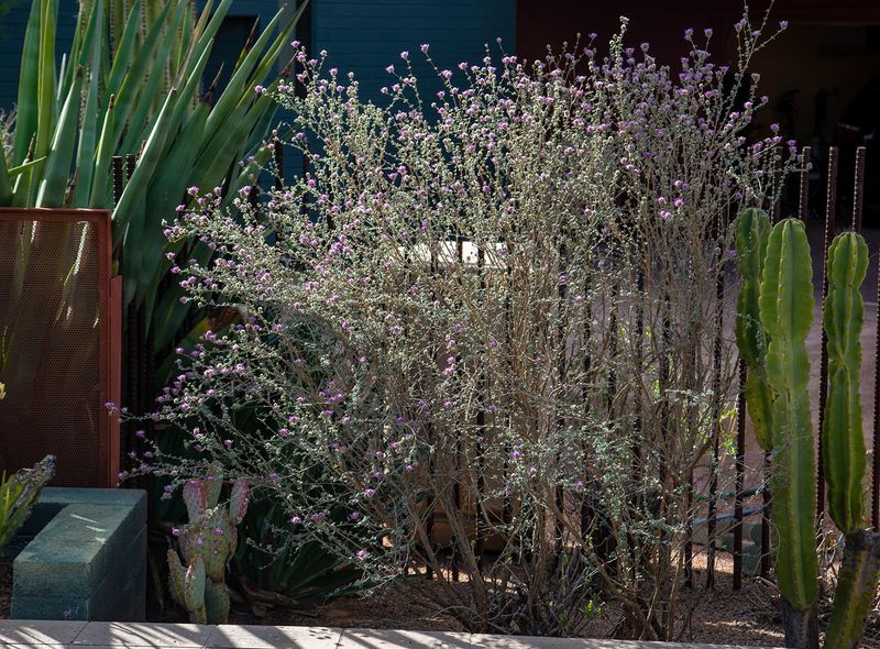 Bush Dalea Adds Soft Blooms Away From The Water Bush Dalea Adds Soft Blooms Away From The Water