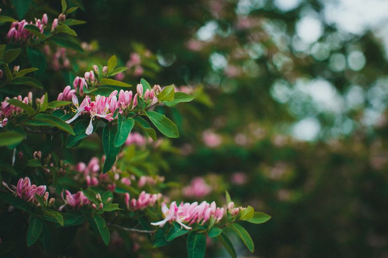 Bush Honeysuckle Is Taking Over Missouri Yards Faster Than You Think