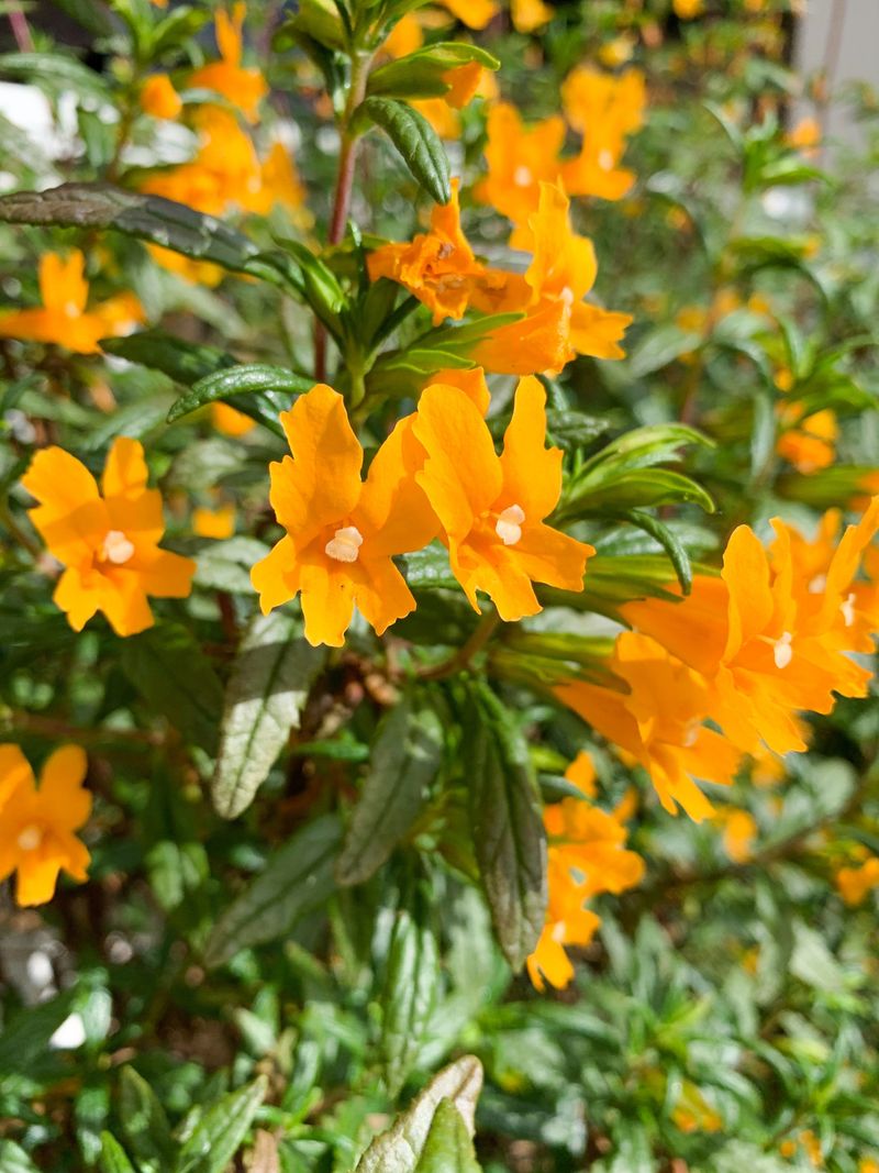 Bush Monkeyflower Adds Color To Hot Privacy Edges