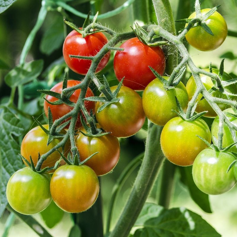 Bush Or Pole Tomatoes Bush Or Pole Tomatoes