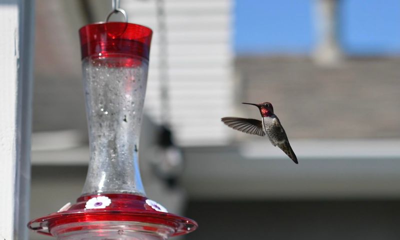 Busy Patio Traffic Can Make Feeders Feel Unsafe Busy Patio Traffic Can Make Feeders Feel Unsafe