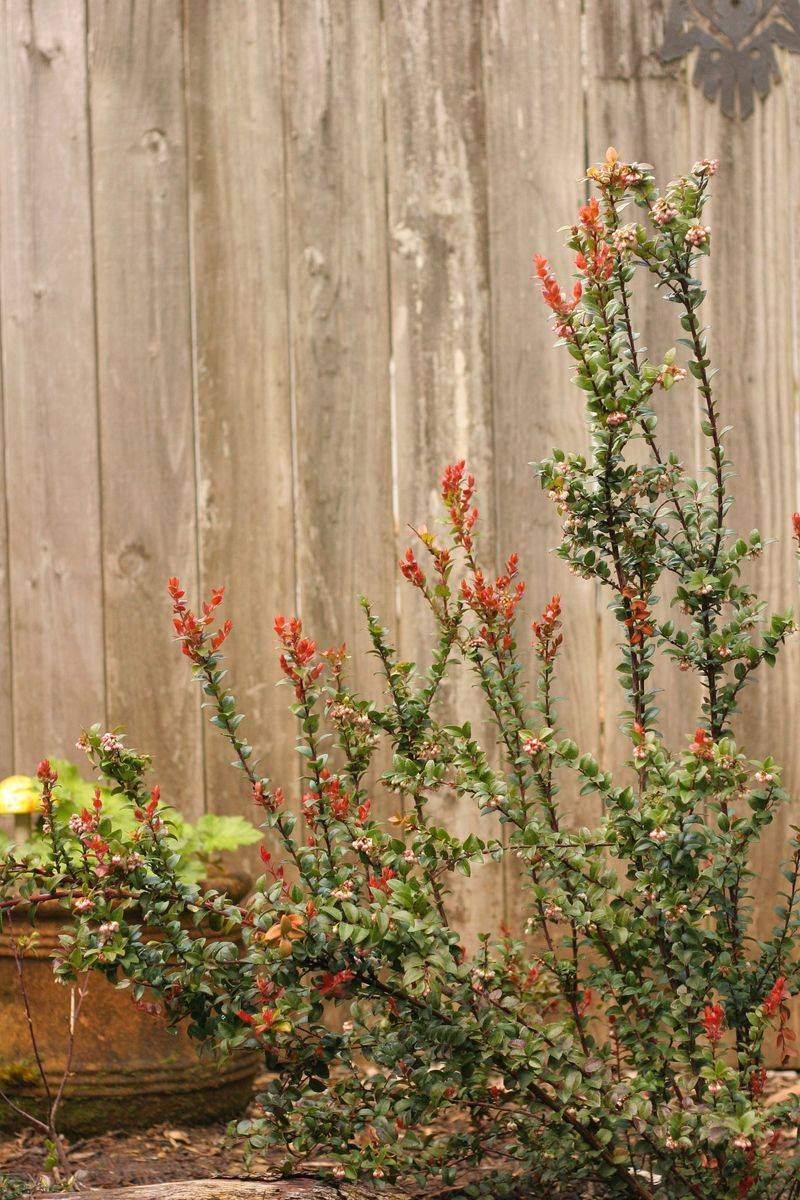 But Evergreen Huckleberry Makes A Better Screen