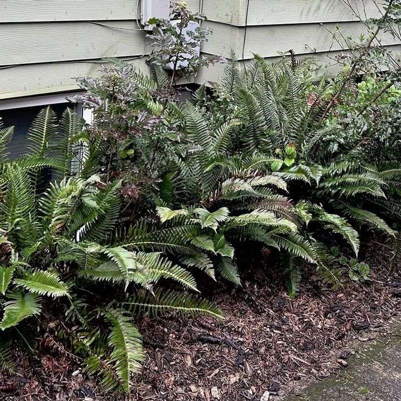But Sword Fern Adds Safer Green Texture